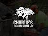 Charlie's Trees And Stumps Ltd Logo
