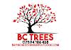 B.C Trees Logo
